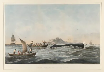 Sperm Whaling, No. 1 The Case