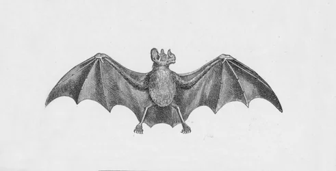 Vampire Bat