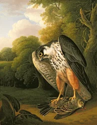A Hobby Hawk and Prey Shot at Buxton
