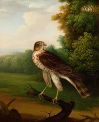A Young Female Hawk, One Year Old