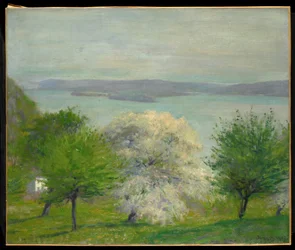 Apple Blossom
