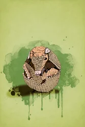 Baby Armadillo