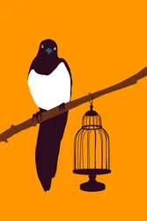 Garden Variety Magpie