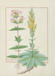 Illustration from the Book of Simple Medicines