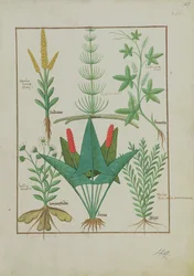 Top row: Maize, Equisetum and Labruscae flos. Bottom row: Daisy, Jarus and Marjoram, illustration from The Simple Book of Medicines, by Mattheaus Platearius, c.1470