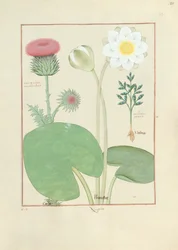 Plumed thistle, Water lily and Castor bean plant, illustration from The Book of Simple Medicines, by Mattheaus Platearius