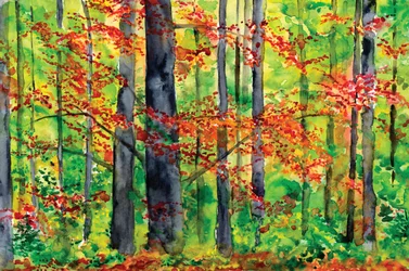 Autumn Forest Glow