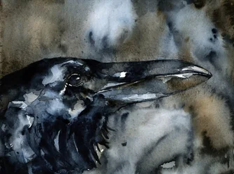 Dark Raven Profile