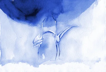 Elegant Blue Cranes