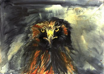 Fierce Eagle Stare