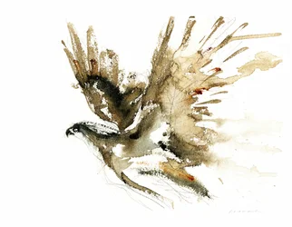 Flying Hawk