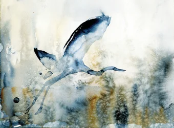 Graceful Heron in Flight