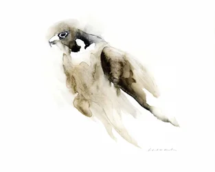 Graceful Watercolor Falcon