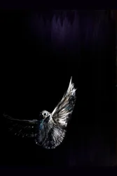 Nocturnal Owl Flight