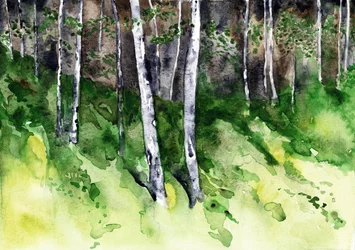 Sunlit Birch Forest