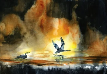 Sunset Water Birds