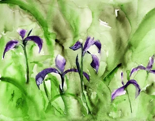 Vibrant Iris Garden