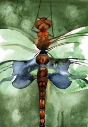 Vibrant Watercolor Dragonfly