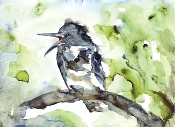 Vocal Bird Watercolor