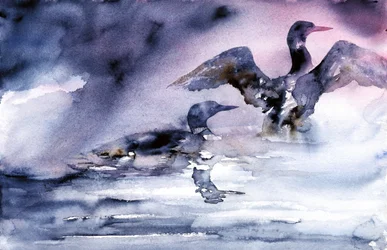 Water Birds at Dusk