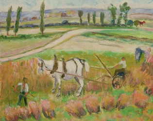 Harvesting with a White Horse