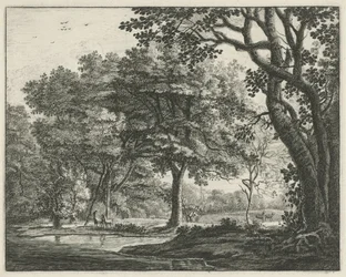 Deer in the Hague Forest