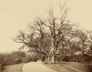 [Study of a Tree and Driveway]