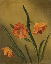 Study of Flowers