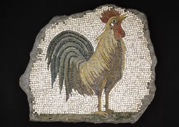Cockerel