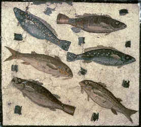 Fish
