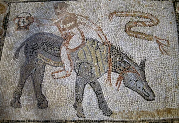 Desultor Riding Donkey Backwards and Holding Up Kantharos, Mosaic in House of Desultor in Roman City of Volubilis