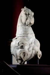 Front Part of a Horse