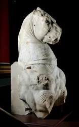Front part of a horse