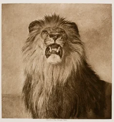 Roaring Lion