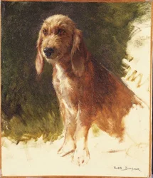 Study of a Dog