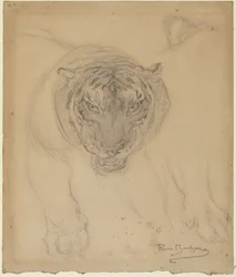 Tiger, with Sketch of Paw, Verso: Sketch of Tiger