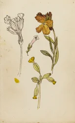 Study of flowers, wallflower and cowslip