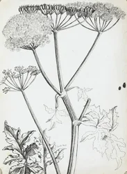 Cow Parsley