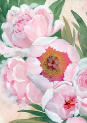 Pink Peony Blooms