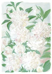 Soft Peony Blooms