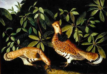 Two Ruffed Grouse in Underbrush