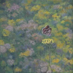 Brown Argus (after photo by Sara Crow)