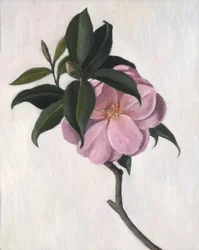 Camellia