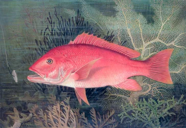 Red Snapper, 1878