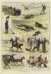 Coursing Matches