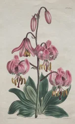 The Botanical Magazine or Flower Garden Displayed... Turk