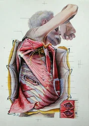Dissection of the Right Lateral Face of the Thorax, from a Book on Anatomy
