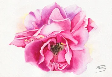 Blooming Pink Rose