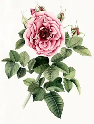 Blooming Pink Rose
