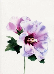 Purple Hibiscus Blooms